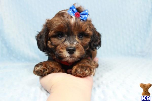lvpuppyheaven Picture 3